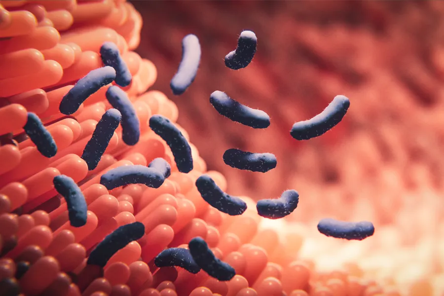 Dysbiosis-Clinic 3D illustration of bacteria in the gut. Schedule dysbiosis treatment from Dr. Stephanie King in Salt Lake City.